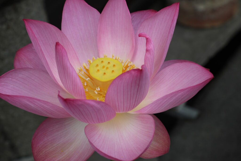 伊賀本店の蓮の花